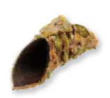 Cannolo croccante pistacchio glassato extra dark 72%